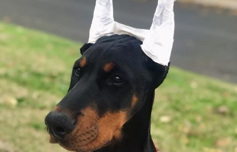 Фото щенка добермана с мягкой фиксирующей повязкой на ушах